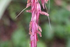 Sorghum halepense_Merce Vallicrosa CC BY-NC