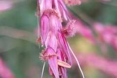 Sorghum halepense_Merce Vallicrosa CC BY-NC