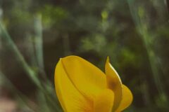 Spartium junceum_Diana Gali