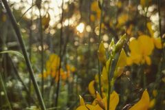 Spartium junceum_Diana Gali