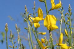 Spartium junceum_Josep Maria Panareda