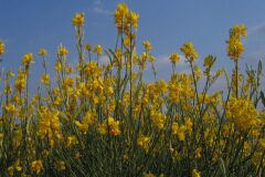 Spartium junceum_Josep Maria Panareda