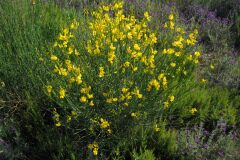 Spartium junceum_Josep Maria Panareda