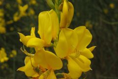 Spartium junceum_Josep Maria Panareda