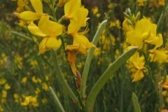 Spartium junceum_Josep Maria Panareda