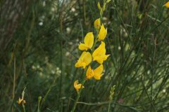 Spartium junceum_Josep Maria Panareda