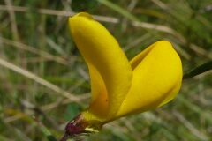 Spartium junceum_Josep Maria Panareda