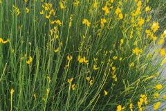 Spartium junceum_Merce Vallicrosa CC BY-NC