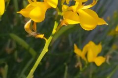 Spartium junceum_Merce Vallicrosa CC BY-NC