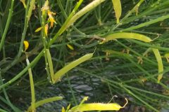 Spartium junceum_Merce Vallicrosa CC BY-NC