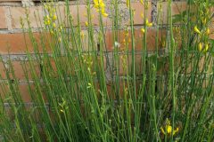 Spartium junceum_Pep Alboquers CC BY-NC