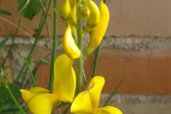 Spartium junceum_Pep Alboquers CC BY-NC