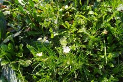 Spergula arvensis_Merce Vallicrosa CC BY-NC