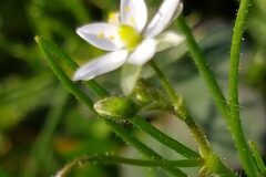 Spergula arvensis_Merce Vallicrosa CC BY-NC