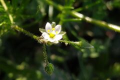 Spergula arvensis_Merce Vallicrosa CC BY-NC
