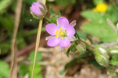 Spergularia rubra_Jordi Bassols CC BY-NC