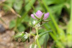 Spergularia rubra_Jordi Bassols CC BY-NC