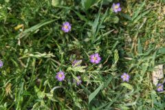 Spergularia rubra_Katarzyna Zarnowiec CC BY-SA