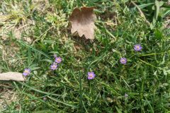 Spergularia rubra_Katarzyna Zarnowiec CC BY-SA