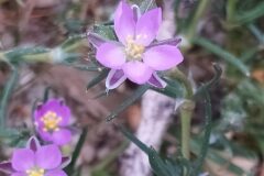 Spergularia rubra_Merce Vallicrosa CC BY-NC