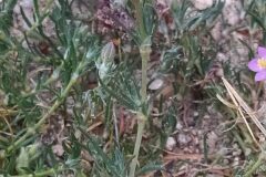 Spergularia rubra_Merce Vallicrosa CC BY-NC