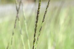 Sporobolus indicus_Joaquim Reberte