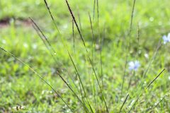 Sporobolus indicus_Joaquim Reberte