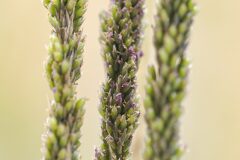 Sporobolus indicus_Joaquim Reberte