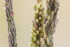 Sporobolus indicus_Joaquim Reberte