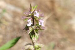 Stachys arvensis_Jordi Bassols CC BY-NC SA