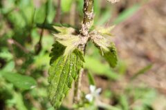 Stachys arvensis_Jordi Bassols CC BY-NC SA
