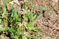 Stachys arvensis_Jordi Bassols CC BY-NC SA