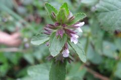 Stachys arvensis_Jordi Puyuelo