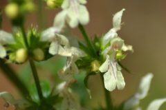Stachys recta_Alexandra Perandones