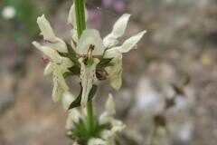 Stachys recta_Jordi Puyuelo