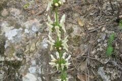 Stachys recta_Jordi Puyuelo