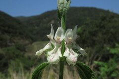 Stachys recta_Margarida Vila CC BY-NC