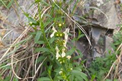 Stachys recta_Merce Vallicrosa CC BY-NC