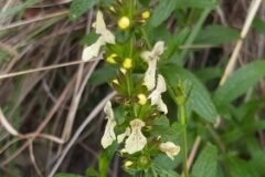 Stachys recta_Merce Vallicrosa CC BY-NC