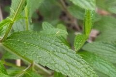 Stachys recta_Merce Vallicrosa CC BY-NC