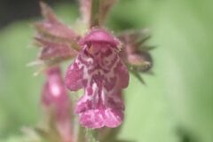 Stachys sylvatica_Joanjo Garcia CC BY-NC
