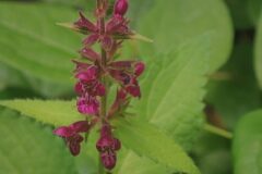 Stachys sylvatica_Joanjo Garcia CC BY-NC