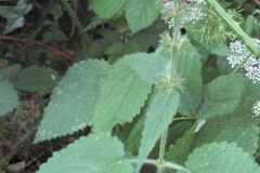 Stachys sylvatica_Jordi Puyuelo