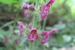Stachys sylvatica_Jordi Puyuelo