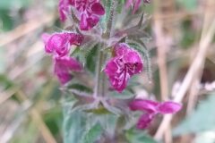 Stachys sylvatica_Merce Vallicrosa CC BY-NC