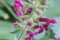 Stachys sylvatica_Merce Vallicrosa CC BY-NC