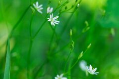 Stellaria graminea_Joaquim Reberte