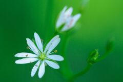 Stellaria graminea_Joaquim Reberte