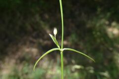 Stellaria graminea_Margarida Vila CC BY-NC