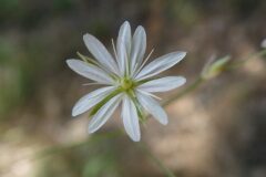 Stellaria graminea_Margarida Vila CC BY-NC
